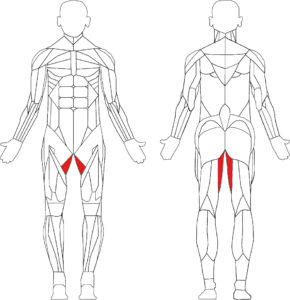 adductor technogym selection